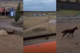 Астанада қорадан қашқан жылқының әрекеті елді таңқалдырды (ВИДЕО)