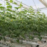 Түркиялық компания Түркістан облысында 200 гектар аумаққа жылыжай салмақ