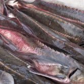 Атырауда бекіре балығының 30 мыңға жуығы қырылып қалған