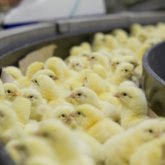 Ақмола облысында құс фабрикасы салынады