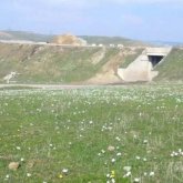 Түркістан облысында қаңтар айында бәйшешек гүлдеп жатыр