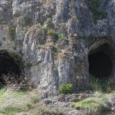 АШМ: «Жарқанаттар ұя салмайды»