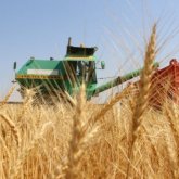 Министрлік биыл қанша тонна астық жиналатынын болжады