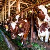 Как в Костанае реализуют проект «Умная молочная ферма»