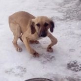 Өскемендік жануар қорғаушылар ерекше ауруы бар итті тауып алды