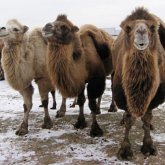 Түркістан облысында жоғалып кеткен 40 түйе табылды