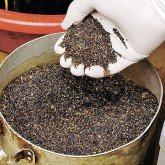 Павлодарда 39 жастағы ер адам апиын дайындаған