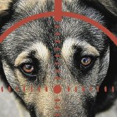 За жестокость при отстреле собак извинился аким в Атырауской области