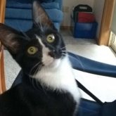 Кір машинаның ішінде жарты сағат жуылған мысық тірі қалды