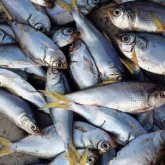 Алматы облысында «Первомай тоғанынан» 2 тонна өлі балық табылды