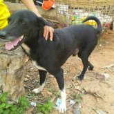 Жерге тірідей көмілген сәбиді ит құтқарып қалды