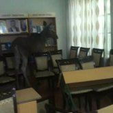 Семей колледжінің кітапханасында жабайы бұлан жүр (ВИДЕО)