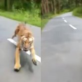 Жолбарыс екі жігіт мінген мотоциклдің соңынан қуған (ВИДЕО)