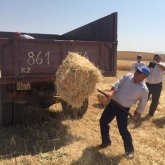 «Ол бала кезінен ауылдың қара жұмысына үйренген»: Шөкеев көлікке сабан тиеп жүр