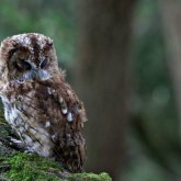 Ұйқысыздықтан арылудың жаңа тәсілі