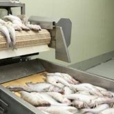 Аралда балық өңдейтін қанша зауыт бар?