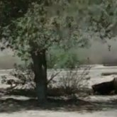 Ақтауда ер кісі мен әйел адамның көше ортасында жыныстық қатынасқа түскен видеосы пайда болды