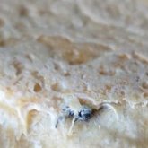 Орал қаласының тұрғыны нан ішінен шыбын тауып алды (ВИДЕО)