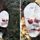 Адамға ұқсайтын бұзау дүниеге келді (ВИДЕО)