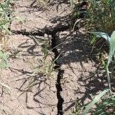 Су тапшылығынан төрт түлік түсініксіз дертке шалдыққан (ВИДЕО)