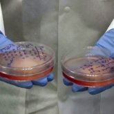 Жасанды еттен жасалған котлет мейрамхана қонақтарына ұсынылып жүр