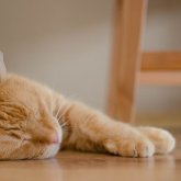 «Таңғы асқа «бақа» жеңіз»: ғалымдар жалқаулықтан арылудың 5 әдісін ұсынды