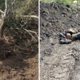 «200-ден астам алма ағашын тамырымен қопарды»: алматылық шенеунік саяжайларға басып кірген