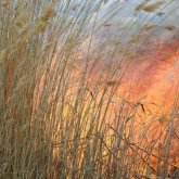 Елордада қамыс өртеніп жатыр