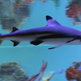 Акула өз тұқымдасын тірідей жеп қойып, зообаққа келушілердің зәресін алды