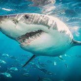 Туристер арқасымен жүзген акуланың әрекетіне таң қалды (ВИДЕО)