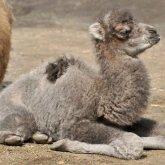 Батпаққа батқан ботаны 2 минутта құтқарды