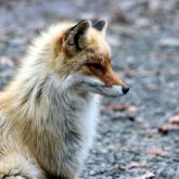 Түлкінің етін жеуге бола ма?