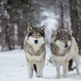 Тарбағатайда тағылардың шабуылы толастамай тұр