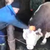 «Ол шошқа емес қой, харам!»: енді өгізді жұлынына пышақ сұғып сұлатқан қасапшы пайда болды (ВИДЕО)