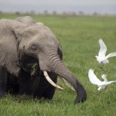 Кішкентай піл интернет қолданушыларының көңілін көтерді (ВИДЕО)