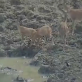 Питонның  елікке шабуылдаған сәті видеоға түсіп қалды (ВИДЕО)
