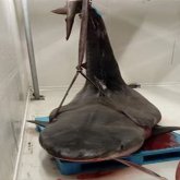 Акуланың асқазанынан жоғалған туристің қолы табылды