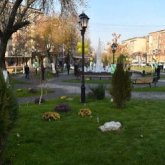 Шымкенттегі гүлзар он бес жылдан кейін қайта жаңғырды