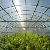 Шымкенттегі жылыжайдың жай-жапсары