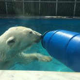 Алматы хайуанаттар бағында Алькор есімді ақ аю «орда бұзар» жасқа толды