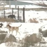 «Бауыздап өлтіріп жатса да тәртіп сақшысы келмейді» - қаратаулықтардың жанайқайы