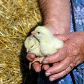 Ерте қартаймау үшін 4 әдеттен сақтаныңыз