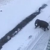 Жайық өзенінің бойында қармен ойнап жүрген піл ВИДЕОға түсіп қалды