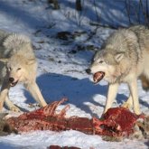 Жамбыл облысында қасқырлар бір қожалықтың 200-ден астам қой-ешкісін қырып кетті