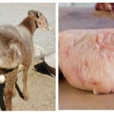 Биомедицина: құйрық майдың не қасиеті бар?