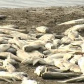 Алматы тоғанының жағасы өлі балықтарға толды