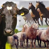 «Малды қонақ күту үшін ғана өсіреді»: депутат сырттан ет сатып алатын елге айналғанымызды сынады