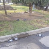 «Ешбір елде дезинфекциядан өлмеп еді...»: Алматы көшесінде көгершіндер қырылып жатыр