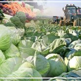 Түркістандық фермерлер еккен орамжапырақты Қазақстанның барлық өңірі сатып алуға дайын