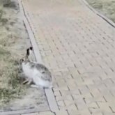 Министрліктер үйінің маңында қоян жүр (ВИДЕО)